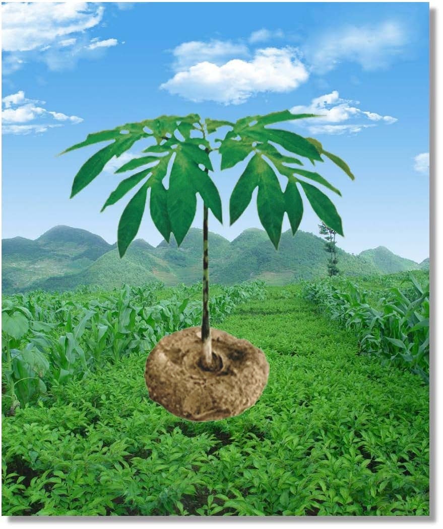 Konjac-topaz-sharpen